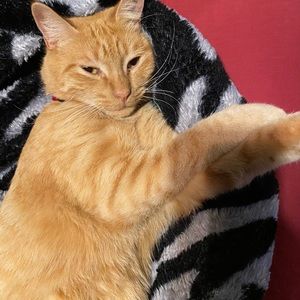 Meet your Posher, Tabitha